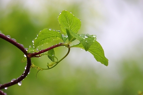 물방울 맺혀있는 더덕잎