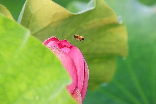 연잎 사이로 보이는 연꽃잎과 날으는 꿀벌