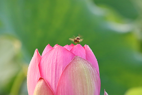 분홍연꽃 봉우리에 날아드는 꿀벌