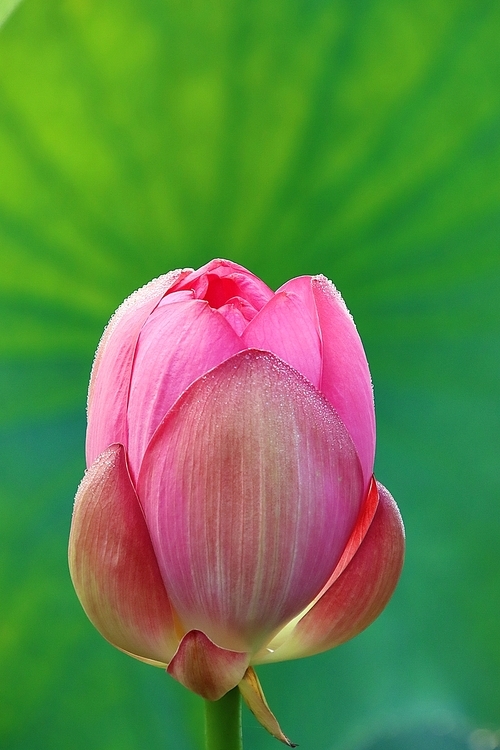 피어나는 아름다운 분홍연꽃 몽우리