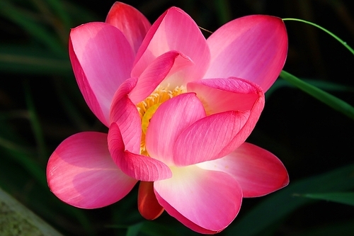 피어나는 아름다운 분홍연꽃