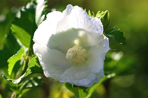 아름다운 나라꽃 하얀 무궁화꽃
