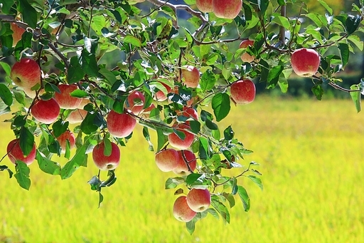 들녘에서 아름답게 익어가는 사과나무