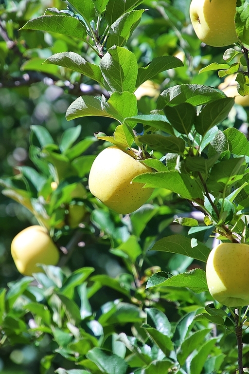 노랑 사과나무(시나노골드)