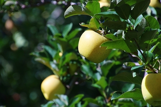 나무에 달려있는 노랑사과(시나노골드)