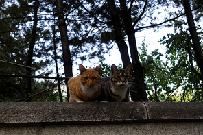 담장 위의 고양이