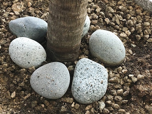 나무 주위의 돌