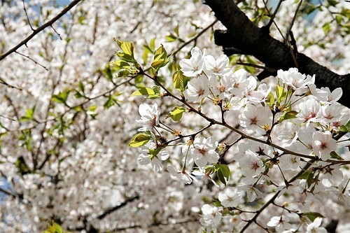 봄 소식을 전하는 벚꽃