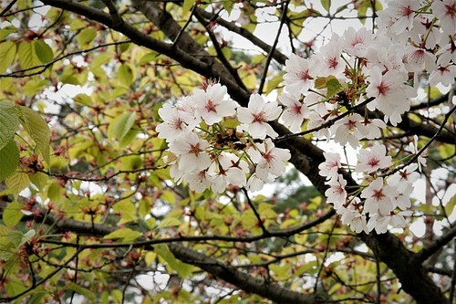 봄맞이 화사하게 피어있는 벚꽃