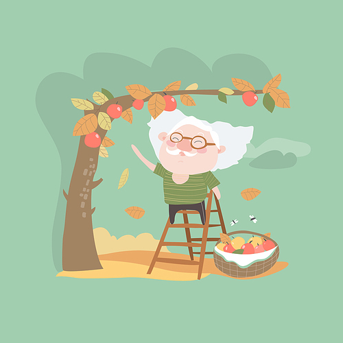 Grandfather collects the harvest of apples. Vector illustration