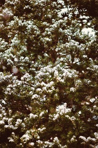 눈 쌓인 소나무