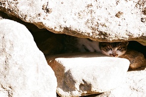 바위안에 고양이