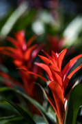 뾰족한 잎과 조형의 붉은 식물