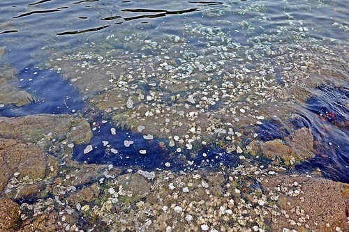 통영 이순신공원 앞바다 바다속 조개껍질 풍경