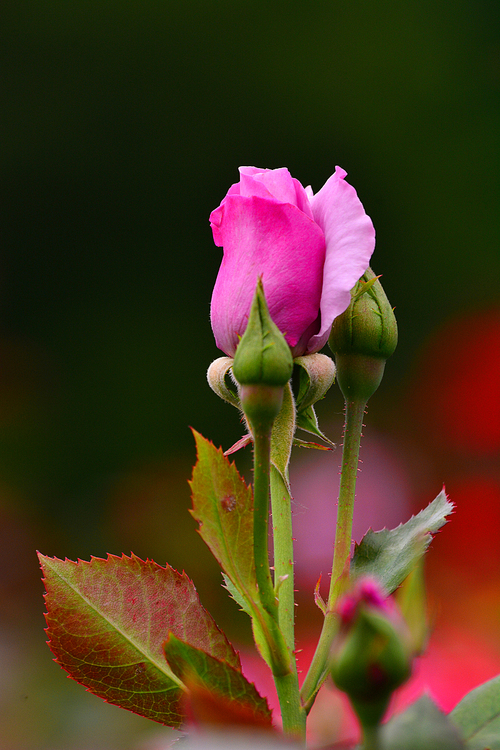 5월은 장미의 계절, 5월의 신부를 위해 품격있고 우아한 진분홍색(핑크색) 장미꽃 한송이가 아름답게 피어있는 모습