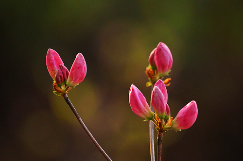 5월 산에서 피는 봄꽃의 여왕 진분홍빛 철쭉꽃의 예쁜 꽃봉오리들이 꽃피울 그날을 기다리고 있다.