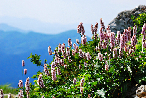 구립공원 설악산의 5월, 정상의 바위틈에 봄의 햇살을 받으며 싱그럽게 꽃을피운 고산지대의 야생화,범꼬리 군락