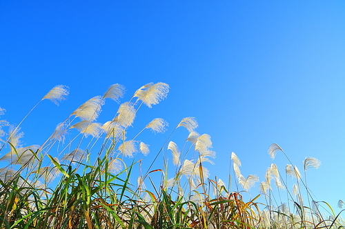 가을의 전령, 산들바람에 쉼없이 하늘거리는 가녀린리면서도 강인한 억새의 솜털같은 꽃송이들