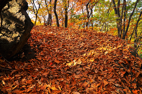 절정의 단풍이 하나둘 낙엽으로 떨어져 오솔길을 가득 메우고 있어 낙엽들을 밟으며 걷고싶은 길