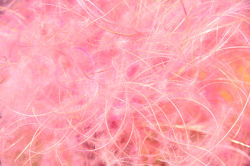 연한 핑크색 꽃술들이 아름다운 분위기를 연출하고 있는 우아하면서 고급스러운 배경이미지