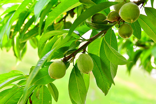 효소와 건강식품으로 꾸준히 각광받고 있는 우리의 토종 재래종 개복숭아 열매