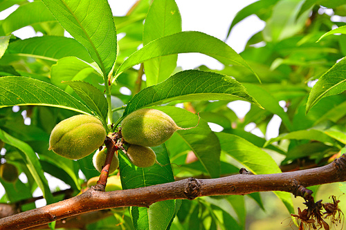 효소와 건강식품으로 꾸준히 각광받고 있는 우리의 토종 재래종 개복숭아 열매