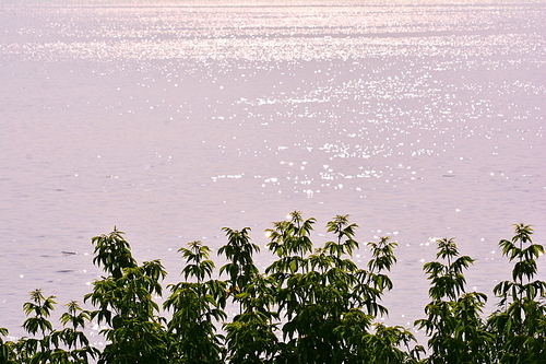 해질무렵, 석양으로 물드는 보케가 아름다운 강변에 나뭇잎들과 감성적인 분위기