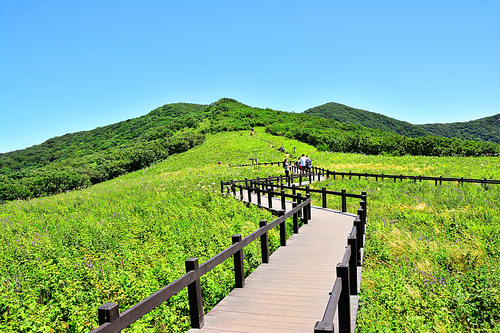 고산야생화들의 천국 곰배령,그 푸르른 초여름의 초원에서 눈부시게 반짝이는 신록의 파노라마