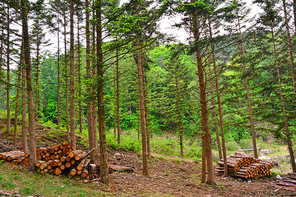 산속의 울창한 산림속 벌목지대에서 벌목한 나무를 쌓아놓고 출하를 기다리고 있는 풍경
