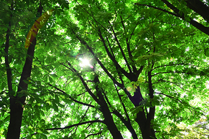 6월의 싱그러운 신록의 숲속에서 나뭇잎사이로 환하게 비추는 투명한 햇빛