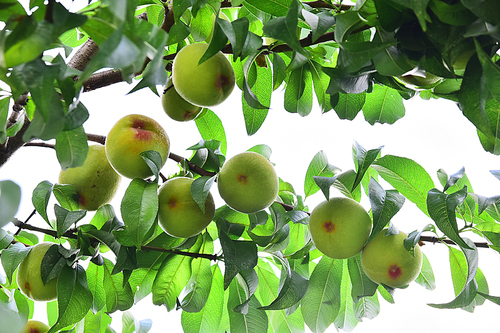 이맘때쯤 6월의 과수원에서 한창 익어가는 탐스러운 복숭아 열매