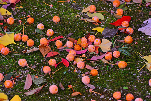 늦가을로 접어들면서 알알이 탐스럽게 익은 은행나무의 노란색 열매들이 가을 낙엽들 위에 수북히 떨어져있는 모습