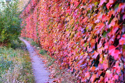 담자락에 바짝붙어 사는 토종 담쟁이 덩굴의 선명하게 단풍으로 물든 잎사귀에도 가을이 깊어가고 있다.