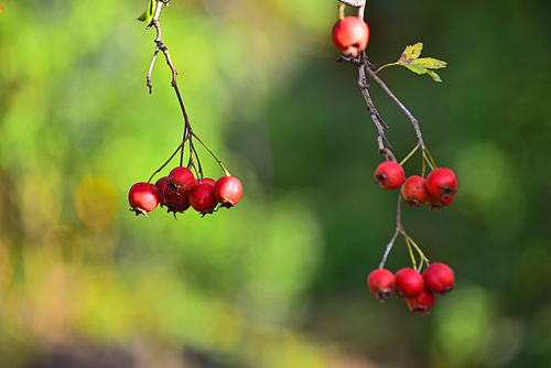 우리의 토종 나무로 식용,약용,술재료 등으로 쓰이며 가을이면 달콤,새콤한 빨강색 열매를 매달고 있는 산사나무의 빨강색 작은 열매