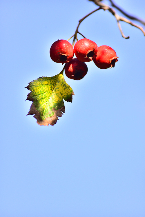 우리의 토종 나무로 식용,약용,술재료 등으로 쓰이며 가을이면 달콤,새콤한 빨강색 열매를 매달고 있는 산사나무의 빨강색 작은 열매