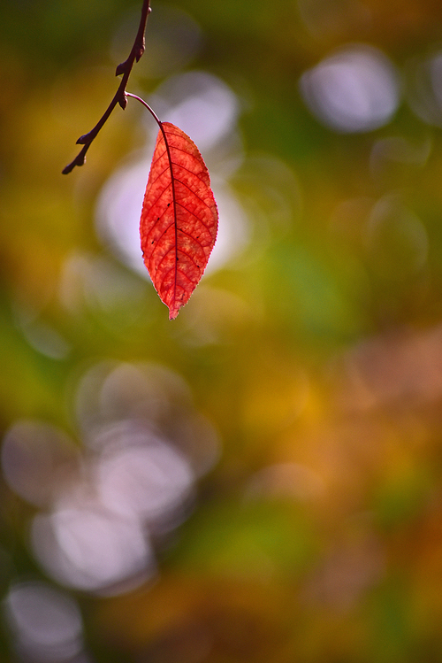 가을의 끝자락 11월, 나뭇가지끝에 매달려 가을바람에흔들리는 빨강색 마지막 잎새 하나