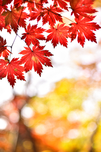 가을이 깊어가는 11월, 화려하고 찬란한 오색으로 물들어 절정을 이룬 단풍배경
