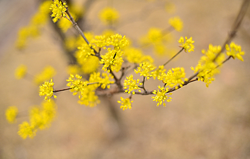 3월을 샛노랗게 물들이는 대표적인 봄의 전령사 노란색 산수유꽃