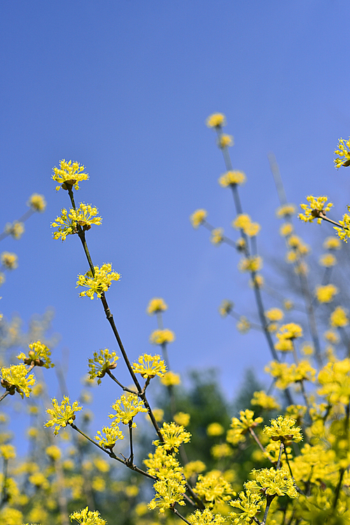 3월의 파란 하늘아래 화사하고 샛노랗게 봄날을 물들이는 대표적인 봄의 전령사 노란색 산수유꽃