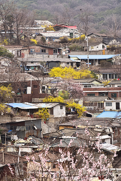 서울하늘아래 한복판에 아직도 남아있는 정겨운 우리의 옛날 자화상같은 달동네, 산동네에 봄꽃이 만발한  풍경