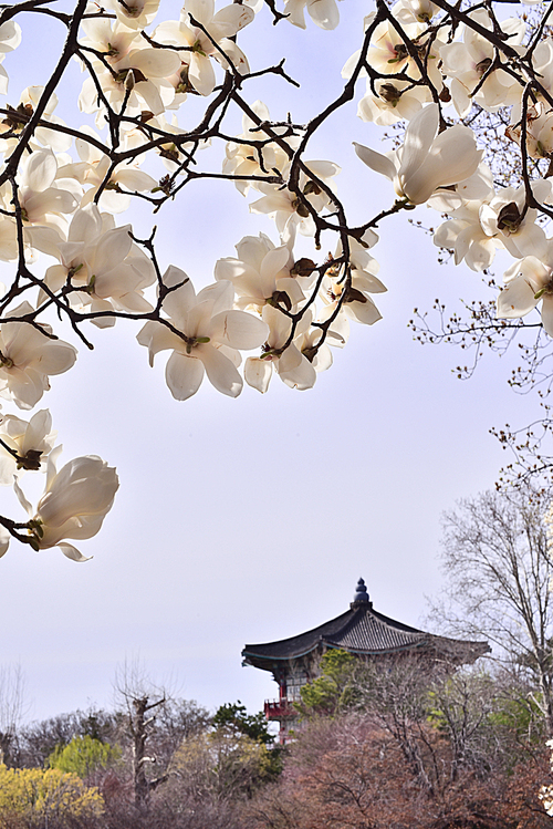 한국적인 기와지붕을 배경으로 하얗고 고고하고 우아학 피어있는 봄꽃의 대명사 하얀목련꽃