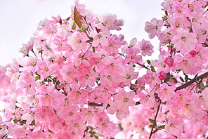 4월의 정원에 연분홍색으로 화려하게 만발한 꽃사과 능금나무꽃