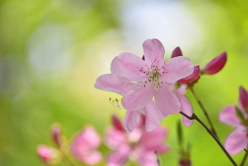 4월의 산에 피는 나무꽃의 여왕, 연분홍색 철쭉꽃의 우아하고 아름다운 자태
