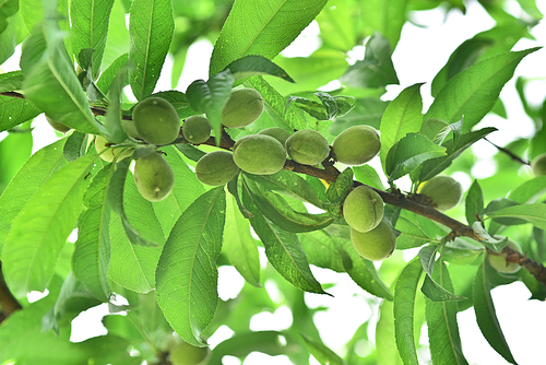 건강식품,효소재료,엑기스 등으로 다양하게 쓰이는 야생 토종 개복숭아의 싱싱한 열매
