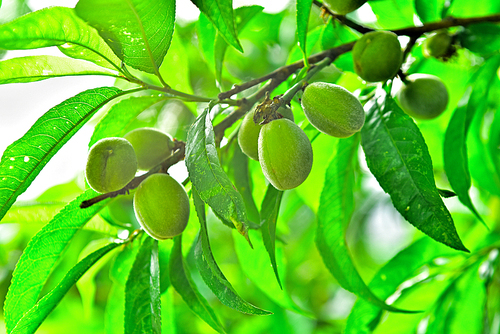 건강식품,효소재료,엑기스 등으로 다양하게 쓰이는 야생 토종 개복숭아의 싱싱한 열매