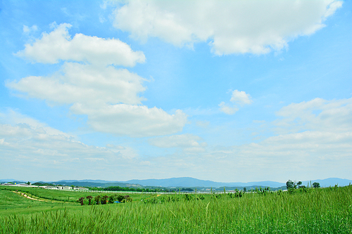 6월의 푸르른 하늘아래 호밀밭 사이로 난 목장길을 따라 힐링하며 걷는 목가적 전원풍경