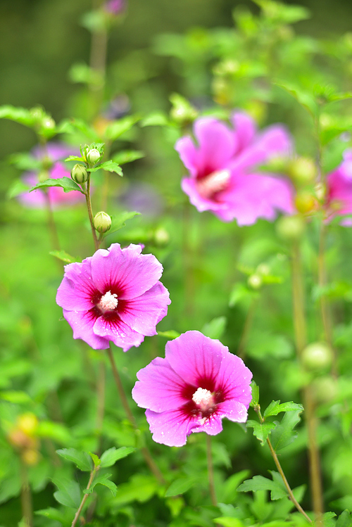 7월의 여름 한가운데 분홍색으로 우아하게 가득 피어난 우리가 사랑해야할 우리나라꽃 무궁화