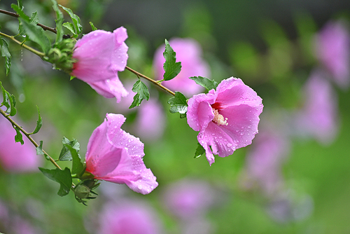 7월의 여름 한가운데 분홍색으로 우아하게 가득 피어난 우리가 사랑해야할 우리나라꽃 무궁화