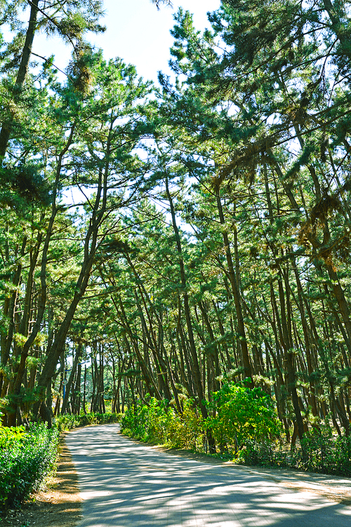 태안해안국립공원내 몽산포의 울창한 소나무숲 사이로 난 힐링코스