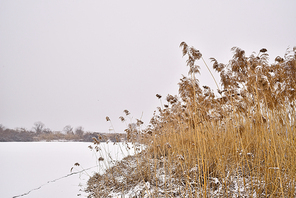 눈내린날의 겨울강변과 갈대밭 풍경